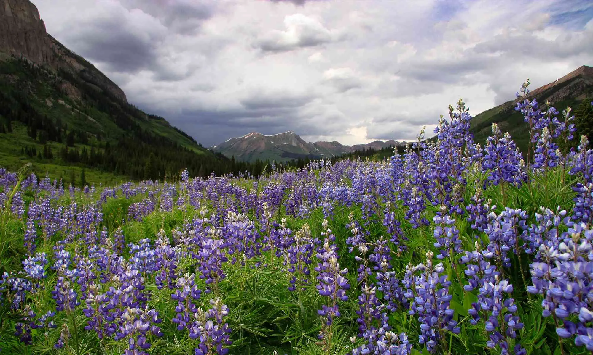 A field of purple lupine wildflowers in a Colorado mountain valley