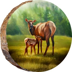 DAE513 – Elk and calf
