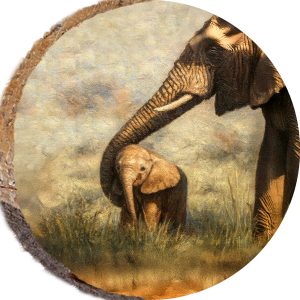 DAL032 – Baby Elephant